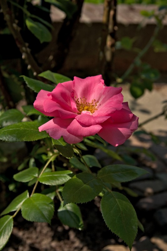 Original image