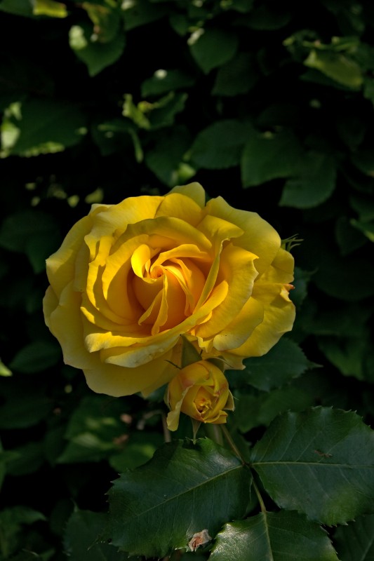 Original image