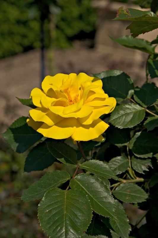 Original image
