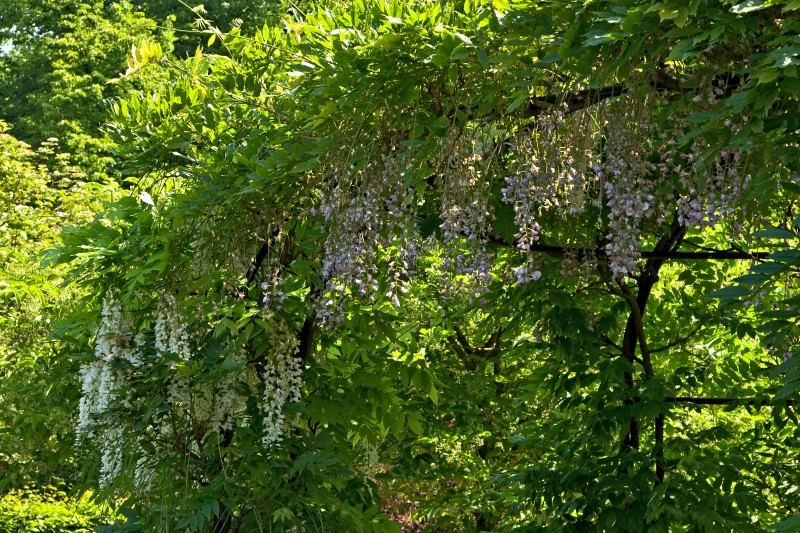 Original image