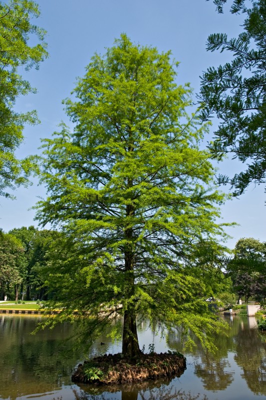 Original image
