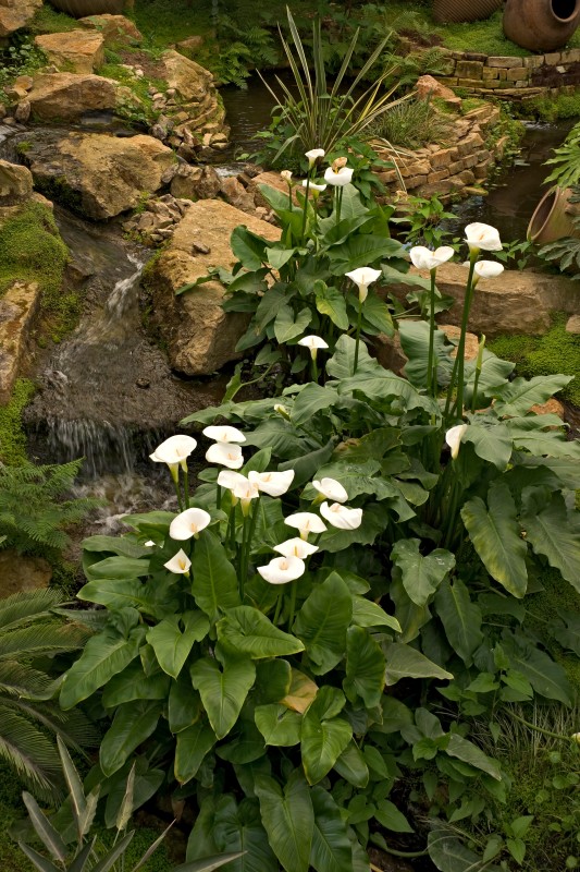 Original image