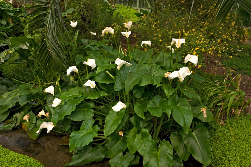 Original image