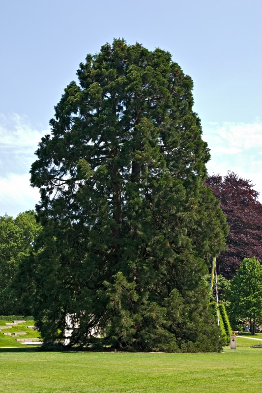 Original image