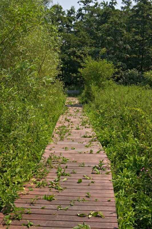Original image