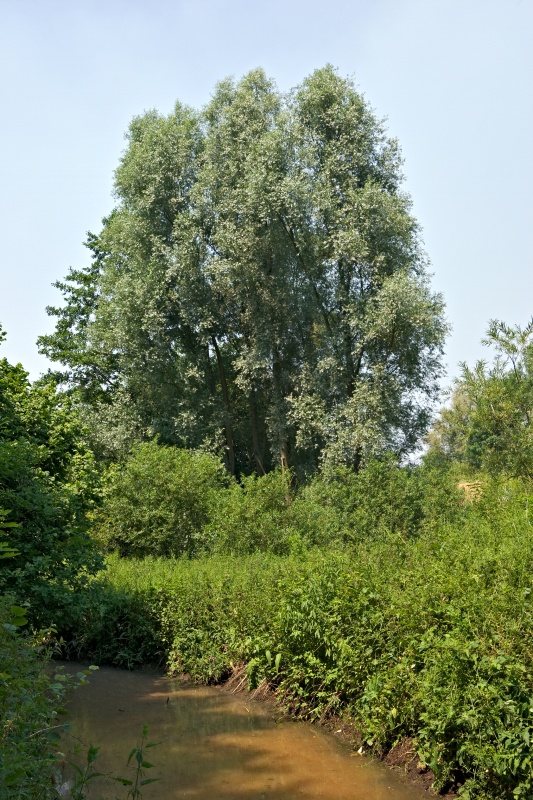 Original image