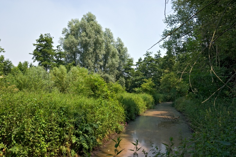 Original image