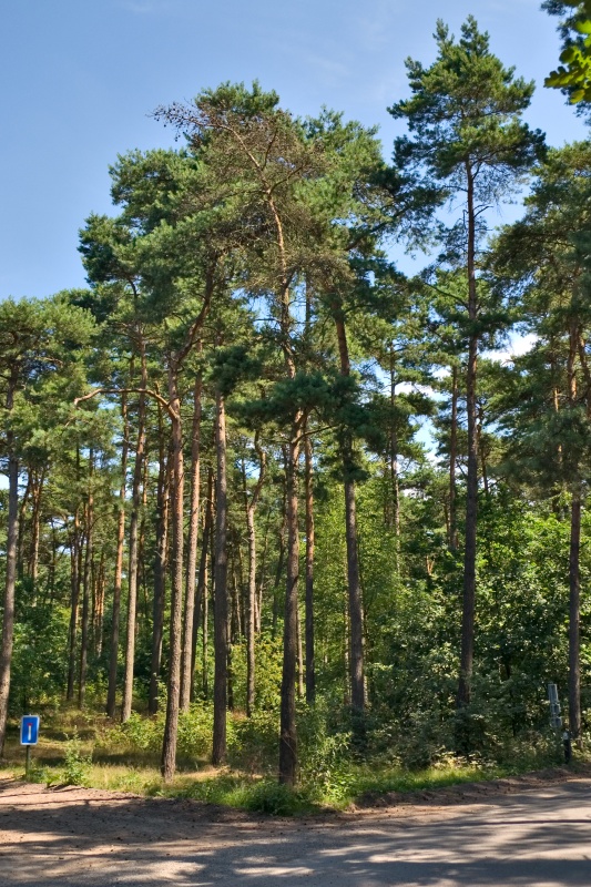 Original image