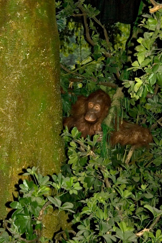 Original image