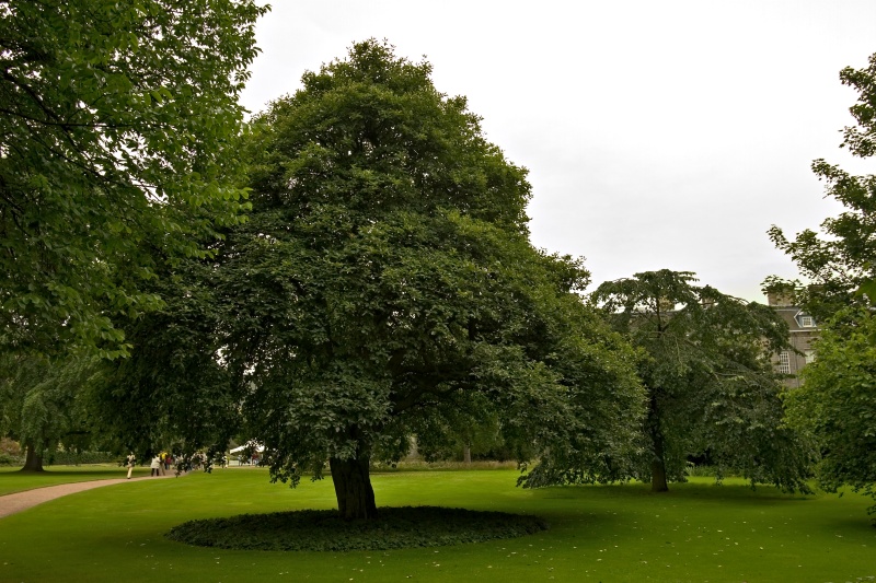 Original image